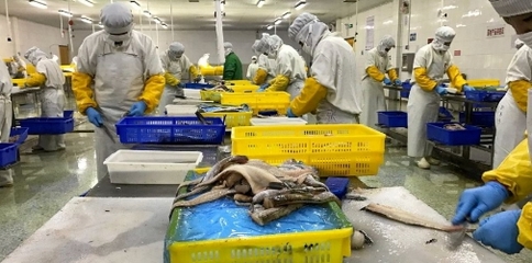 轉(zhuǎn)型浪潮下的中國(guó)海鮮加工業(yè) 未來(lái)一年或?qū)⒂瓉?lái)深度調(diào)整期